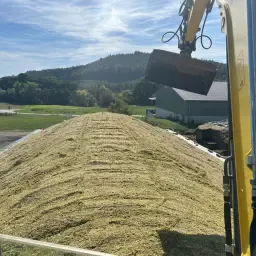 Quality Silage Maize for Sale - Loaded from Clamp