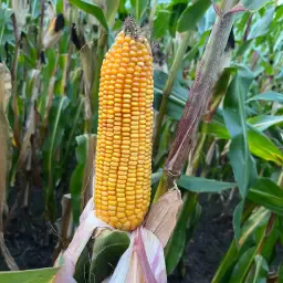 30 ha Mais te koop | Verse maïs direct van het veld