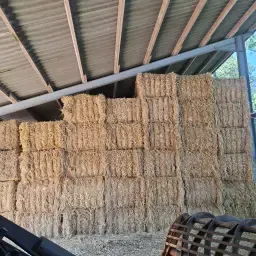 120 Fodder Quality Wheat/Barley Straw Bales for Sale
