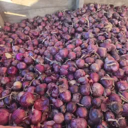 Red Onions, Soft/Lower Quality - 8 Tons Available