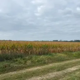 Grain Maize for Sale: 14 ha (Postcode 29465), 24 ha (Postcode 38489)