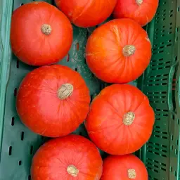 Hokkaido Pumpkins for Sale - Flexi Kuri F1 Variety (400 pcs)