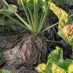 Fodder Beet For Sale | 2 Hectares Quality Livestock Feed