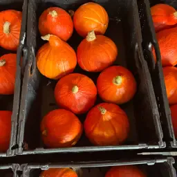 Homegrown Hokkaido Pumpkins &amp; Ornamental Gourds Fresh