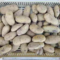 High-Grade Seed Potatoes Available - Various Varieties