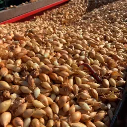 Wanted: 2000 kg Winter Onion Seedlings – High Quality