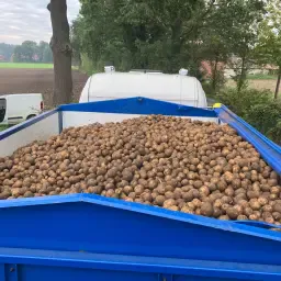 Arsenal Chipping Potatoes 300 Tons for Sale - Field-Side