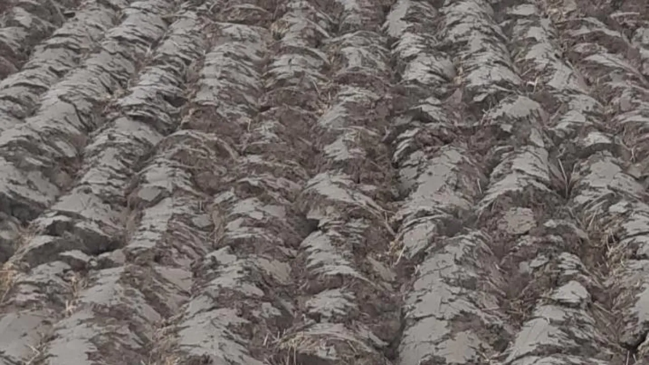 Akkerbouwbedrijf Maes vof