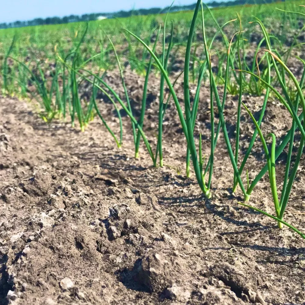 Landbouwbedrijf Naber