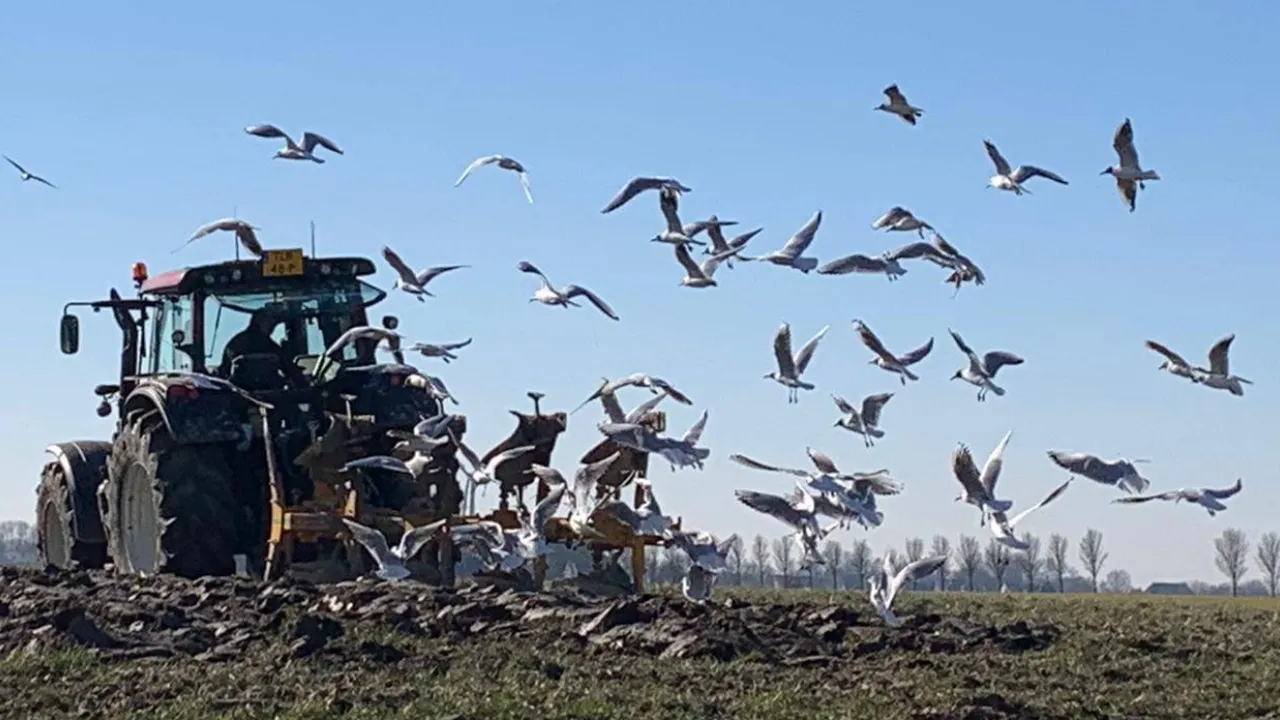 Akkerbouwbedrijf  Swart