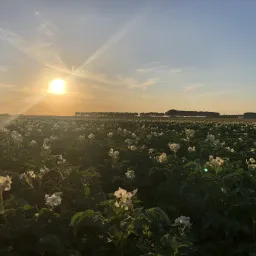 Mts. Van Hal-Buijsen