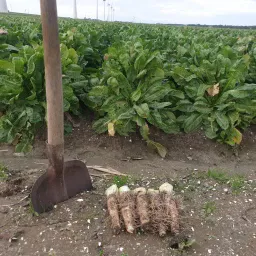 Akkerbouwbedrijf Stoel