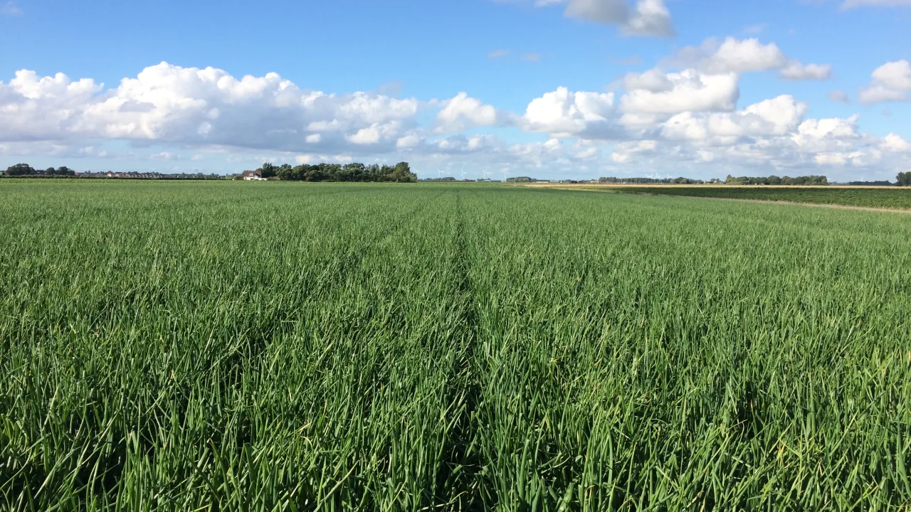 Akkerbouwbedrijf Hogenhout