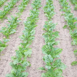Schrauwen Landbouw