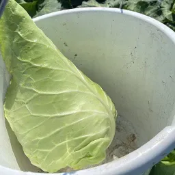 Te Huur Manitou Verreiker Beschikbaar